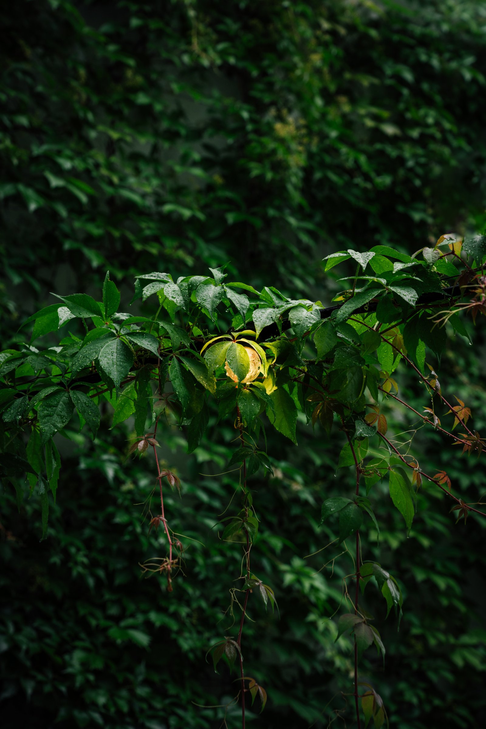 Green decor in vynvytis kaunas lithuania